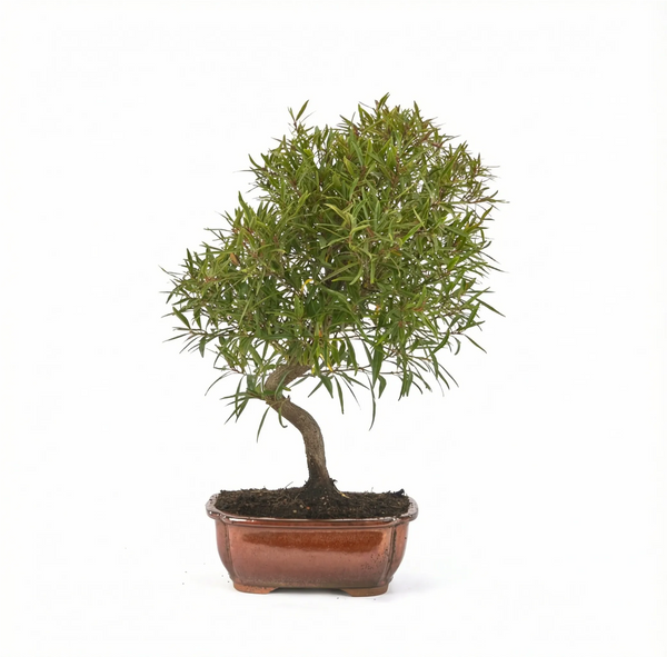 Bonsai Ficus neriifolia 12 years - Premium Collection