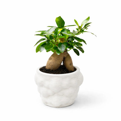 Bonsai Ficus Ginseng in vaso ceramica alba D. 10 H. 21 CM