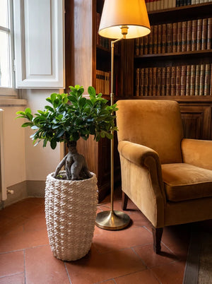 Bonsai Ficus Ginseng in vaso ceramica Fira