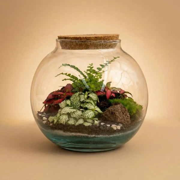 Terrarium con piante verdi - Vista frontale del terrarium compatto