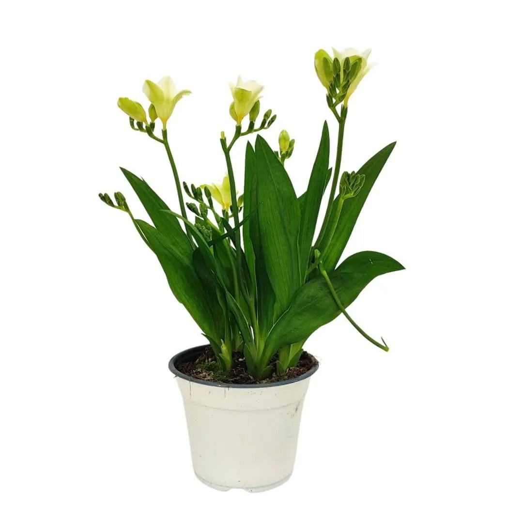 Fresia in vaso - Fresia con fiori bianchi in vaso di 14 cm, altezza 30 cm