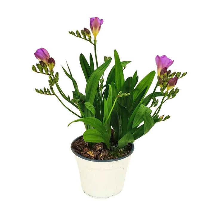 Fresia pianta - Fresia viola con boccioli a spiga in vaso D.14, ideale per interni luminosi