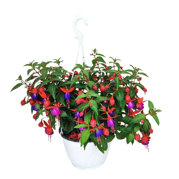 Fuchsia Vase Korb D.19 H.40