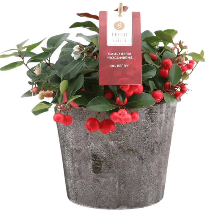 Gaultheria Big Berry D. 14 decorativo in legno - i Giardini di Giulia