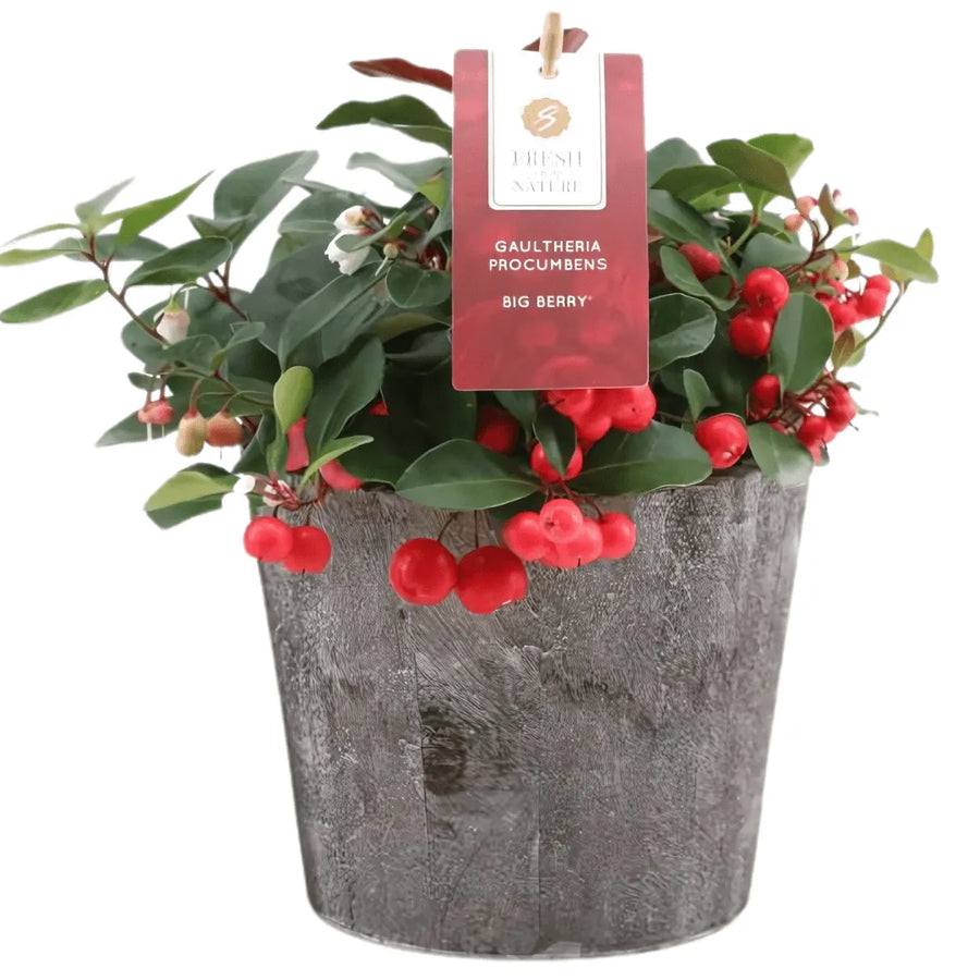 Gaultheria Big Berry D. 14 decorativo in legno - i Giardini di Giulia