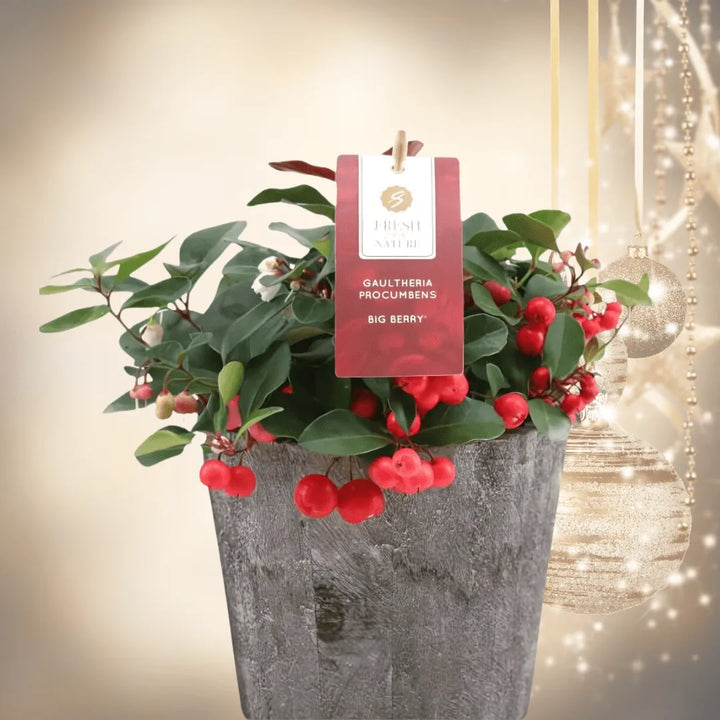 Gaultheria Big Berry D. 14 decorativo in legno - i Giardini di Giulia
