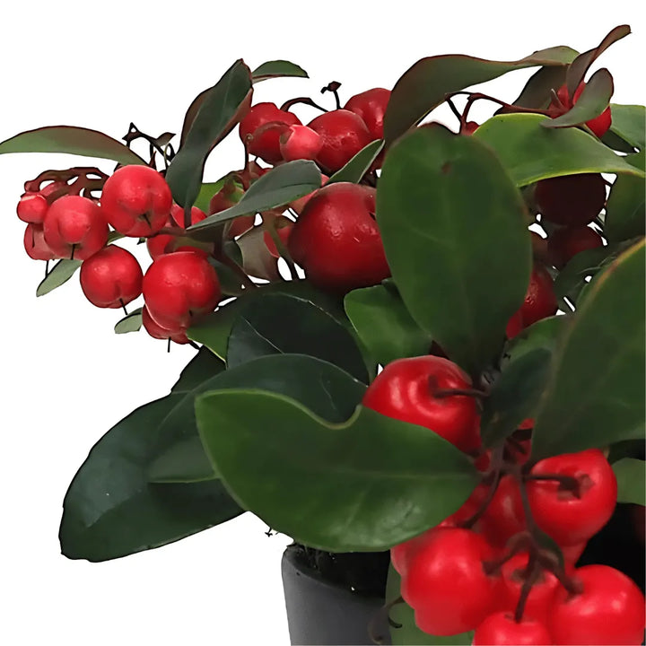 Gaultheria Big Berry D. 14 decorativo in legno - i Giardini di Giulia