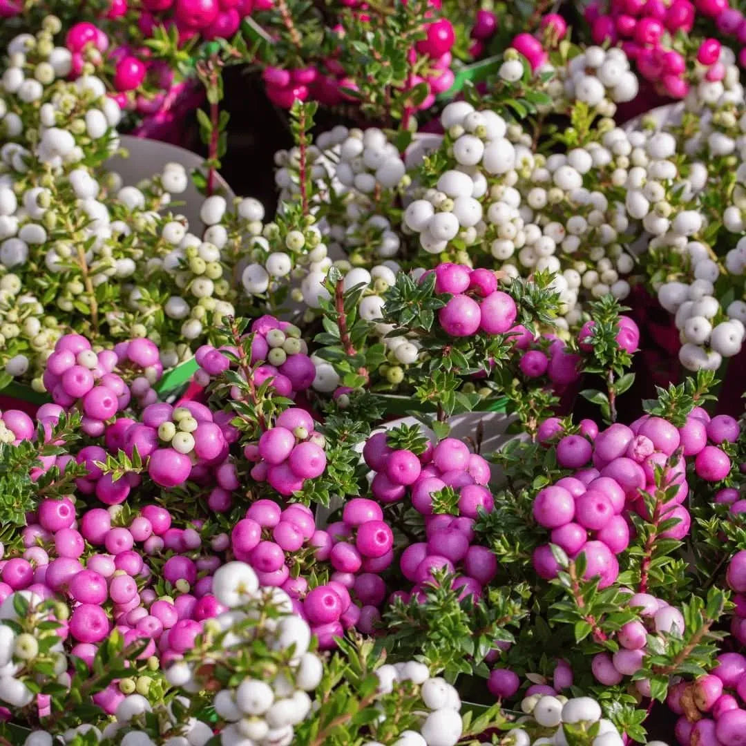 Gaultheria mucronata D. 17 - i Giardini di Giulia