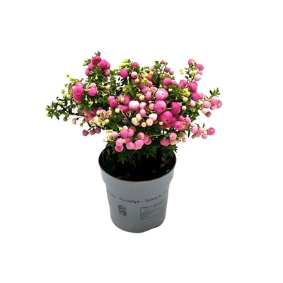 Gaultheria mucronata H.25