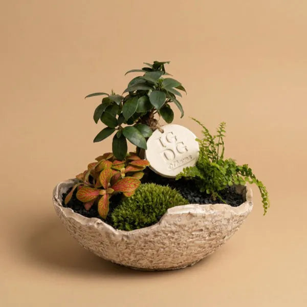 Géoterrarium avec bonsaï D.21