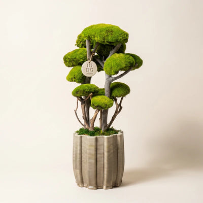 Bonsai Kumori 60 cm.  — Muschio Stabilizzato