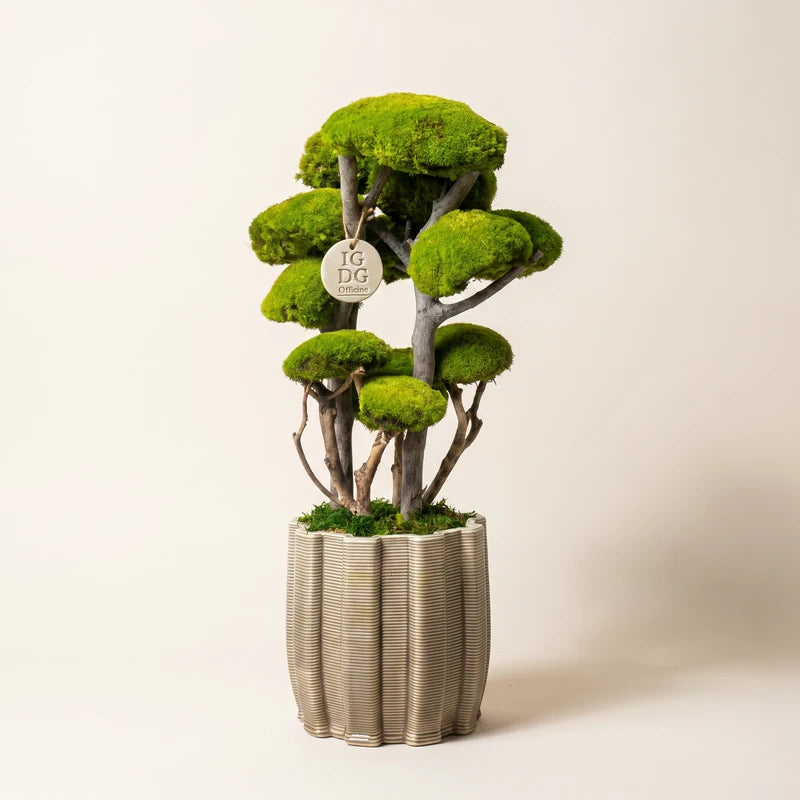 Bonsai Kumori 60 cm in muschio naturale stabilizzato, fotografato in ambiente studio su sfondo neutro — I Giardini di Giulia