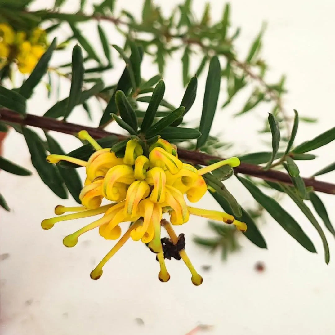 Grevillea Eureka - dettaglio del fiore giallo della pianta ornamentale