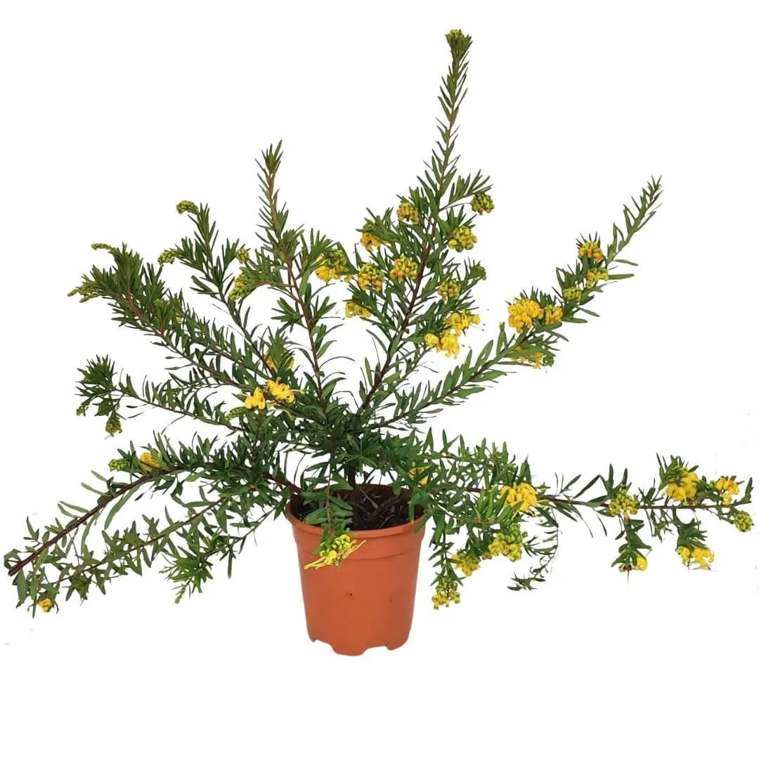 Grevillea Eureka - pianta sempreverde in vaso, altezza 45 cm