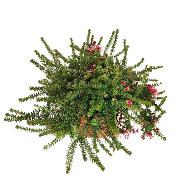 Grevillea Mount Tamboritha - vista dall'alto del fogliame fine verde-grigiastro compatto