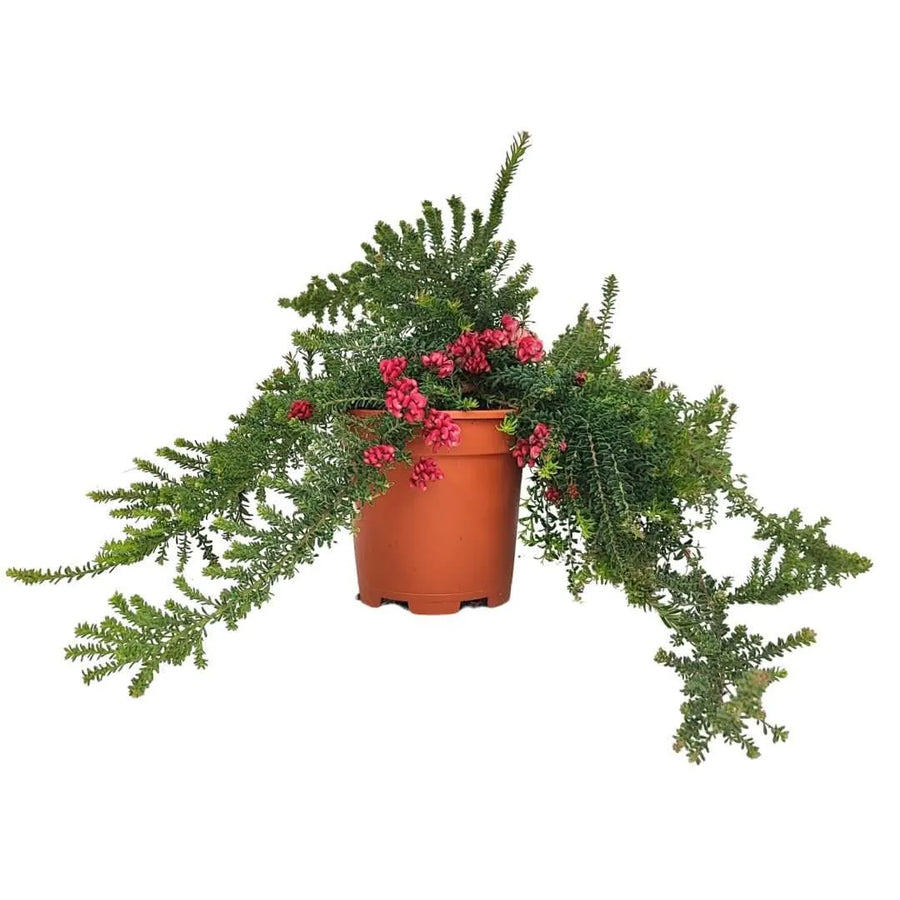 Grevillea Pepito - pianta ornamentale sempreverde in vaso, vista frontale su sfondo neutro