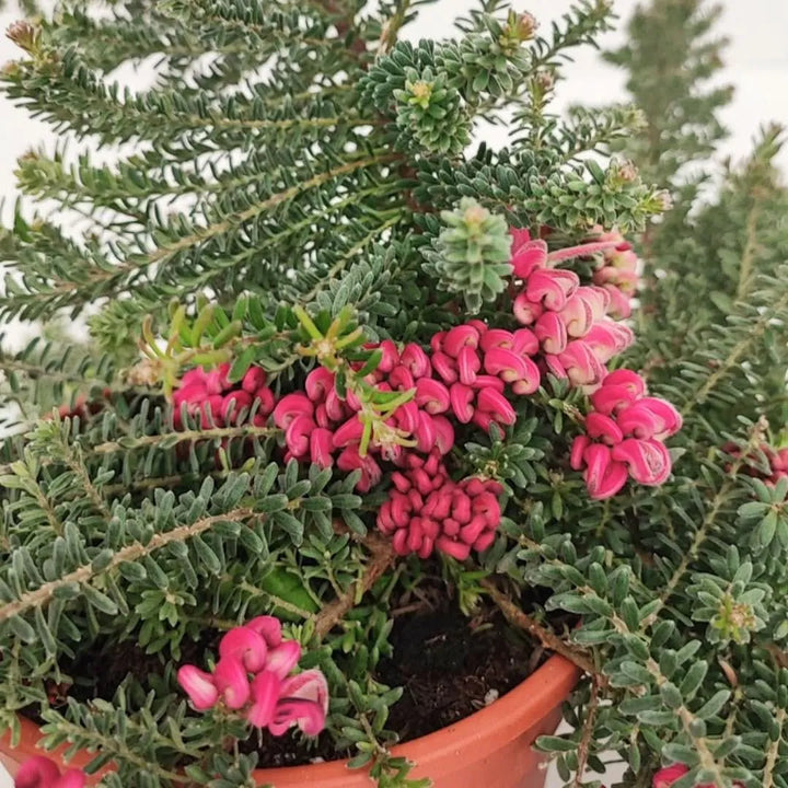 Grevillea lanigera Pepito - dettaglio dei fiori rosa e del fogliame compatto verde