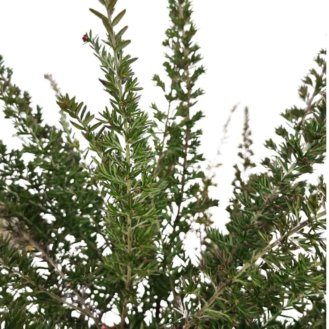 Grevillea Poorinda Rondeau - particolare di rami e foglie verdi