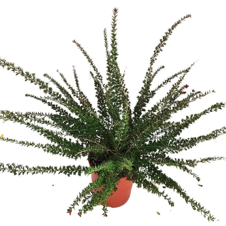 Grevillea Poorinda - dettaglio del portamento espanso e dei fiori