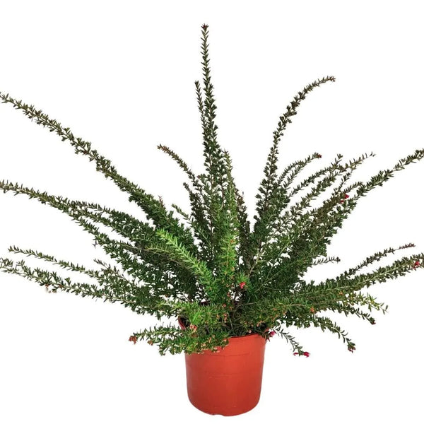 Grevillea Poorinda D.24 H.80 cm