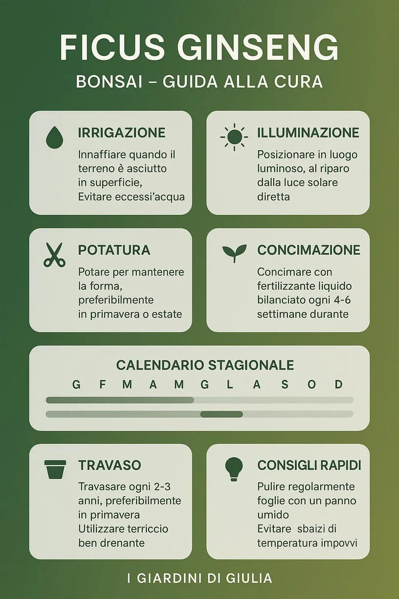 Bonsai Ficus Ginseng in vaso Echo, ambientato su un tavolo