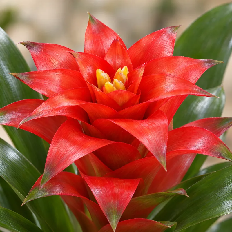 Primo piano della brattea rosso intenso con fiorellini gialli della Guzmania, bromelia da interno