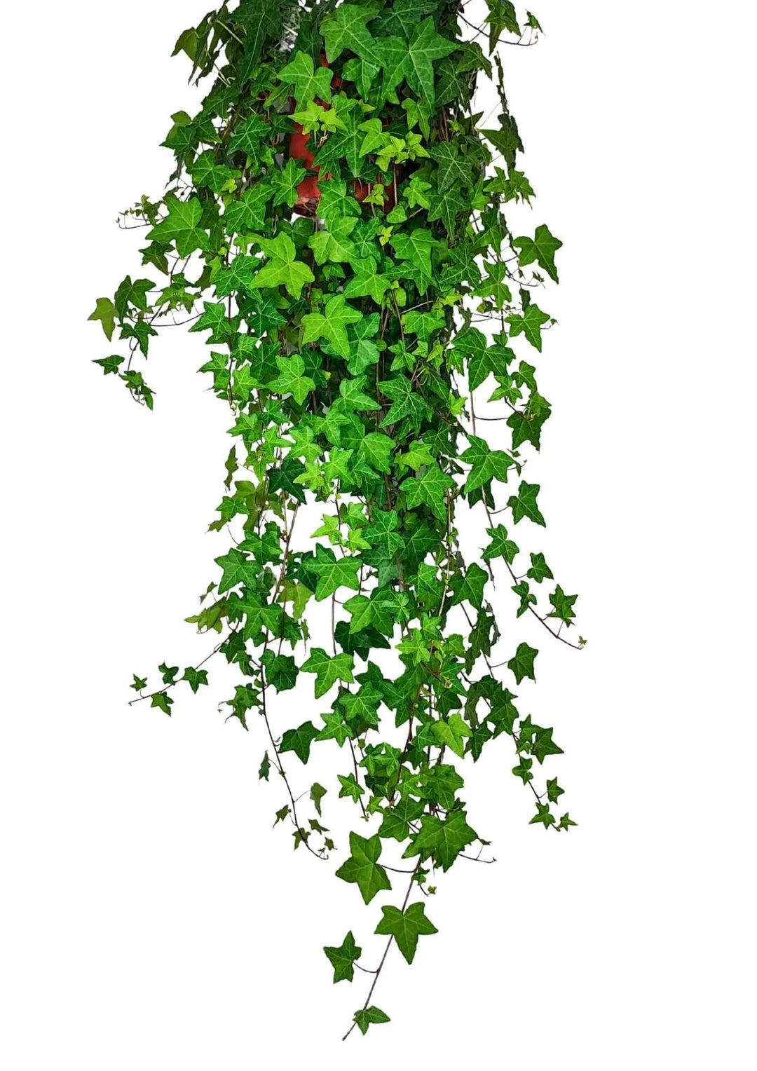 Hedera Helix Pendente 60cm - pianta da interno in vaso sospeso, fogliame verde lucido