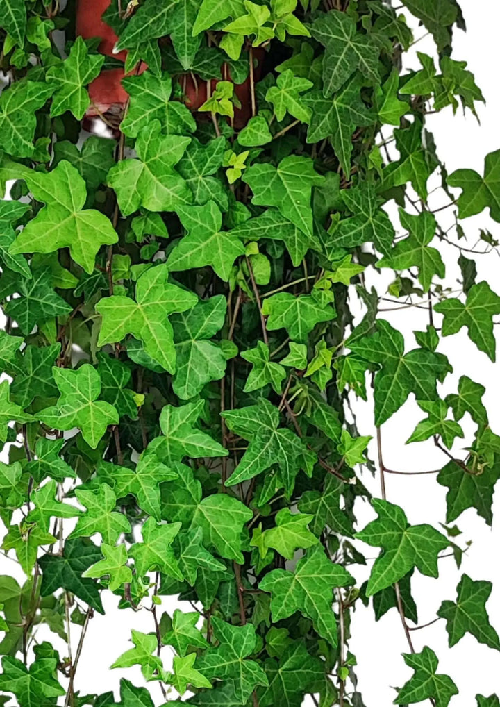 Hedera Helix - dettaglio delle foglie lobate e lucide, ideale per la cura della Hedera Helix