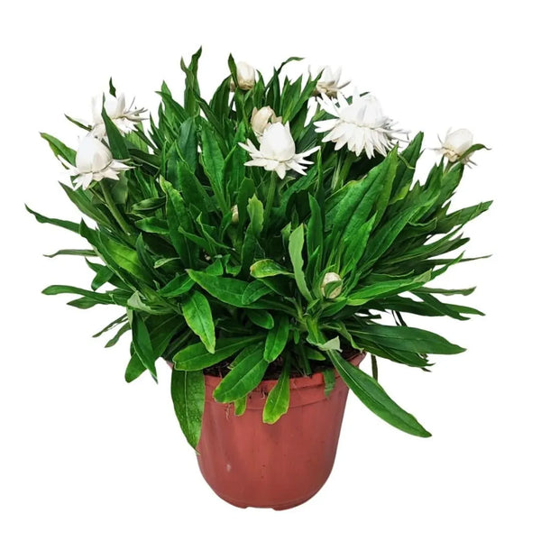 Set mit 3 Helichrysum-Pflanzen