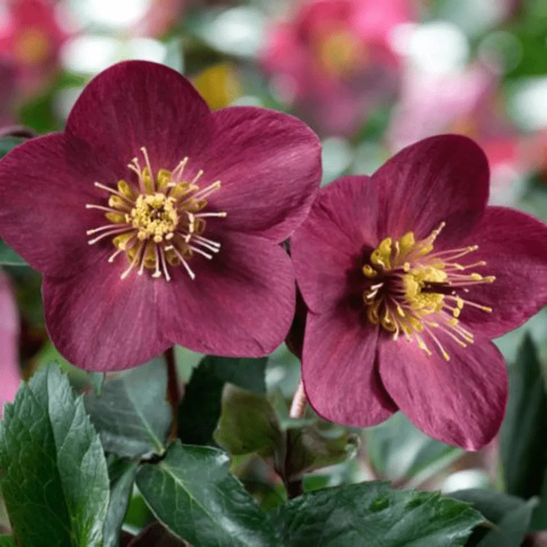 Helleborus Ice Roses D. 15 "rosa di natale" - i Giardini di Giulia