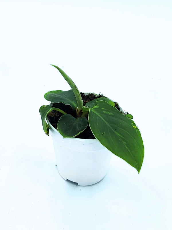 Homalomena Camouflage