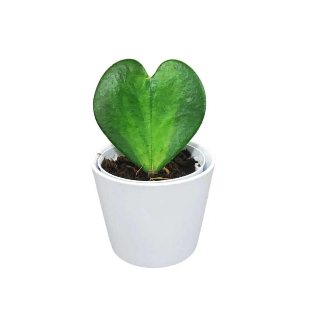 Hoya Kerrii Variegata - pianta dei cuori in vaso ceramica bianco, vista frontale