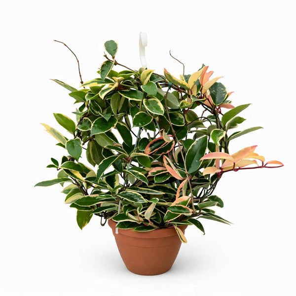 Cesta de Hoya carnosa de 18 cm