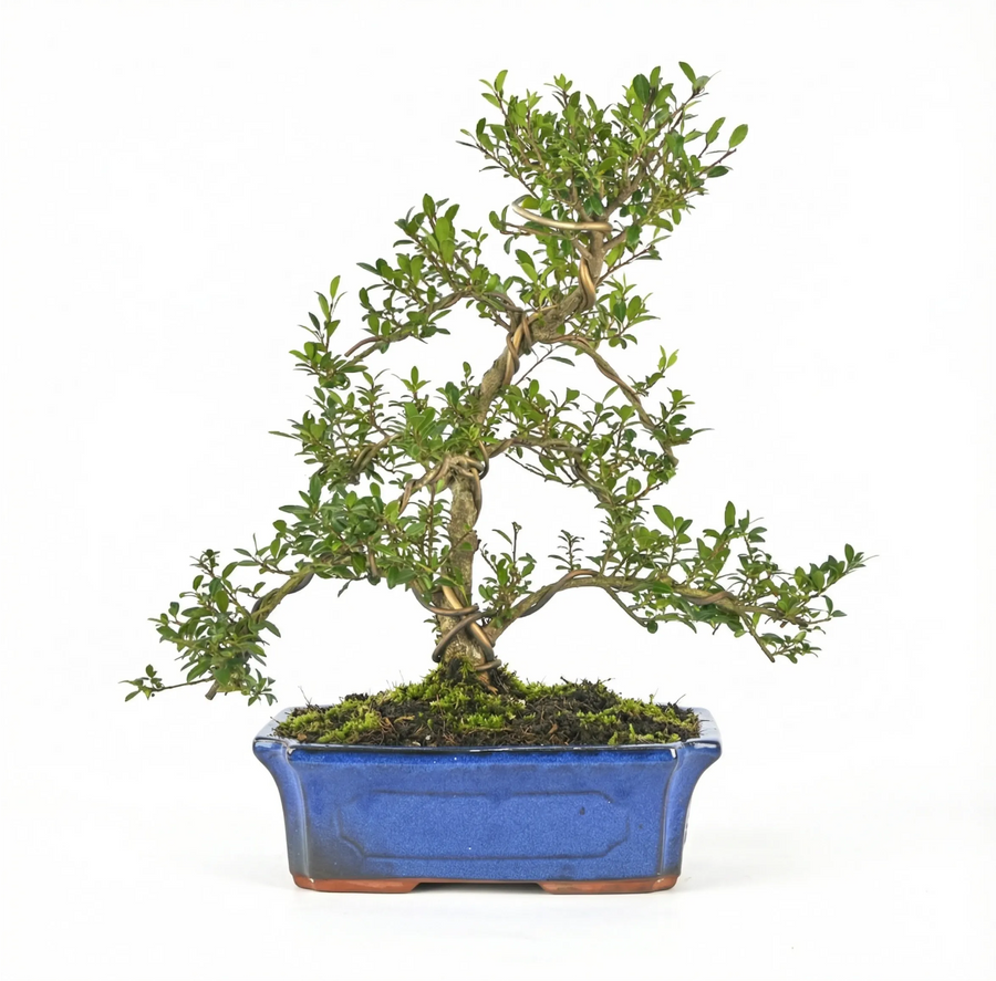 Bonsai Ilex microphylla in vaso rettangolare in ceramica blu, modellato con filo per la formazione dei rami, ideale come bonsai da interno elegante.