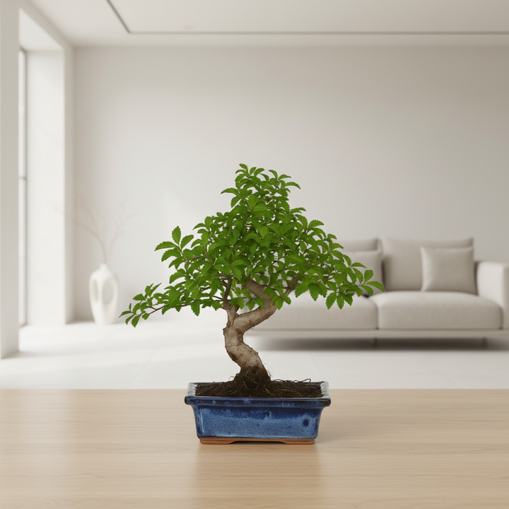 Bonsai Zelkova Parvifolia Premium su superficie in legno chiaro, vista dettagliata