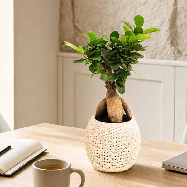 Bonsai Ficus Ginseng vaso ceramica Kira