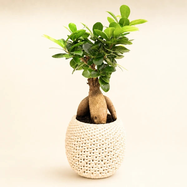 Bonsai Ficus Ginseng vaso ceramica Kira