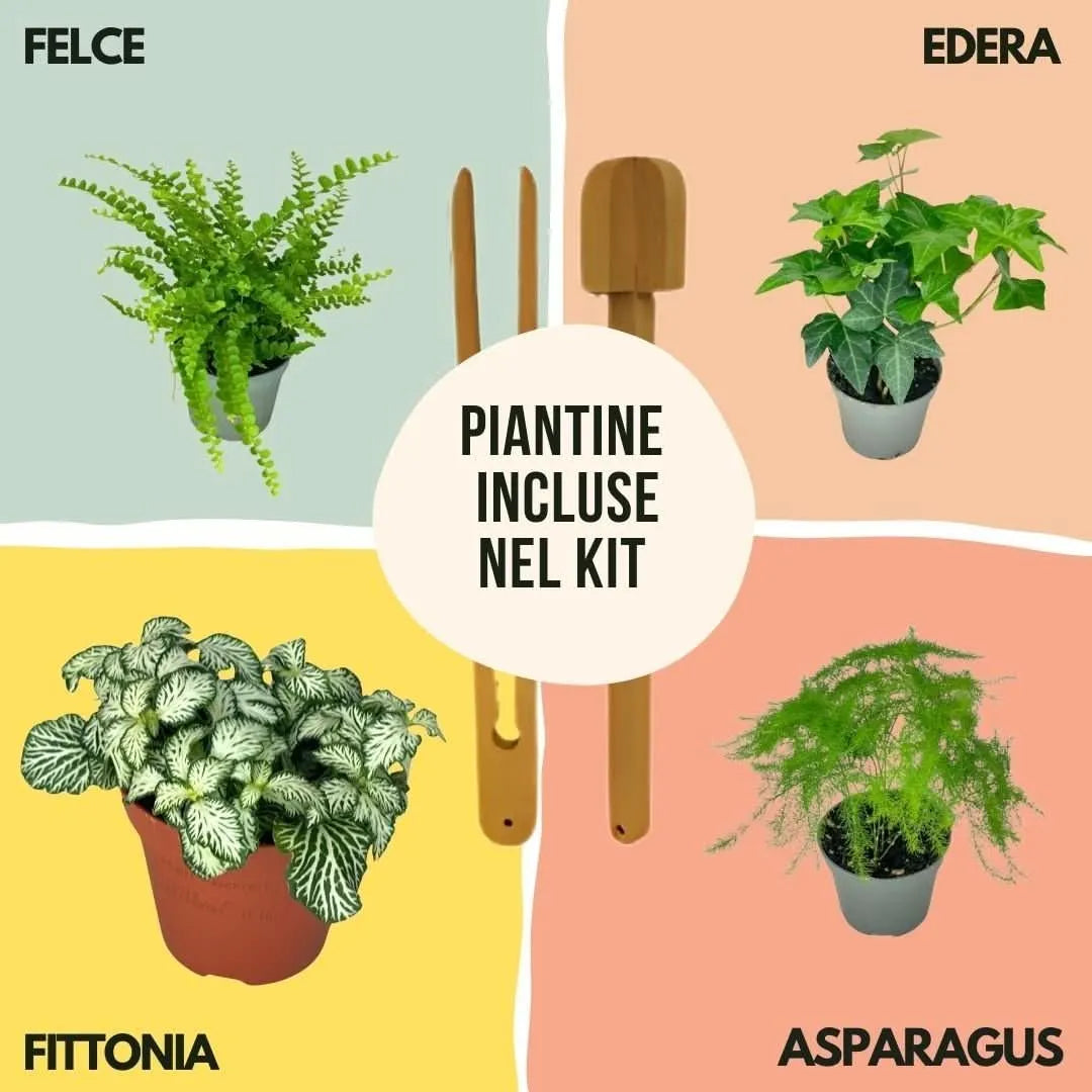 Piante incluse nel Kit Terrarium Fai Da Te: Felce, Edera, Fittonia e Asparagus