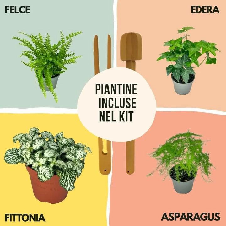 Piante incluse nel Kit Terrarium Fai Da Te: Felce, Edera, Fittonia e Asparagus