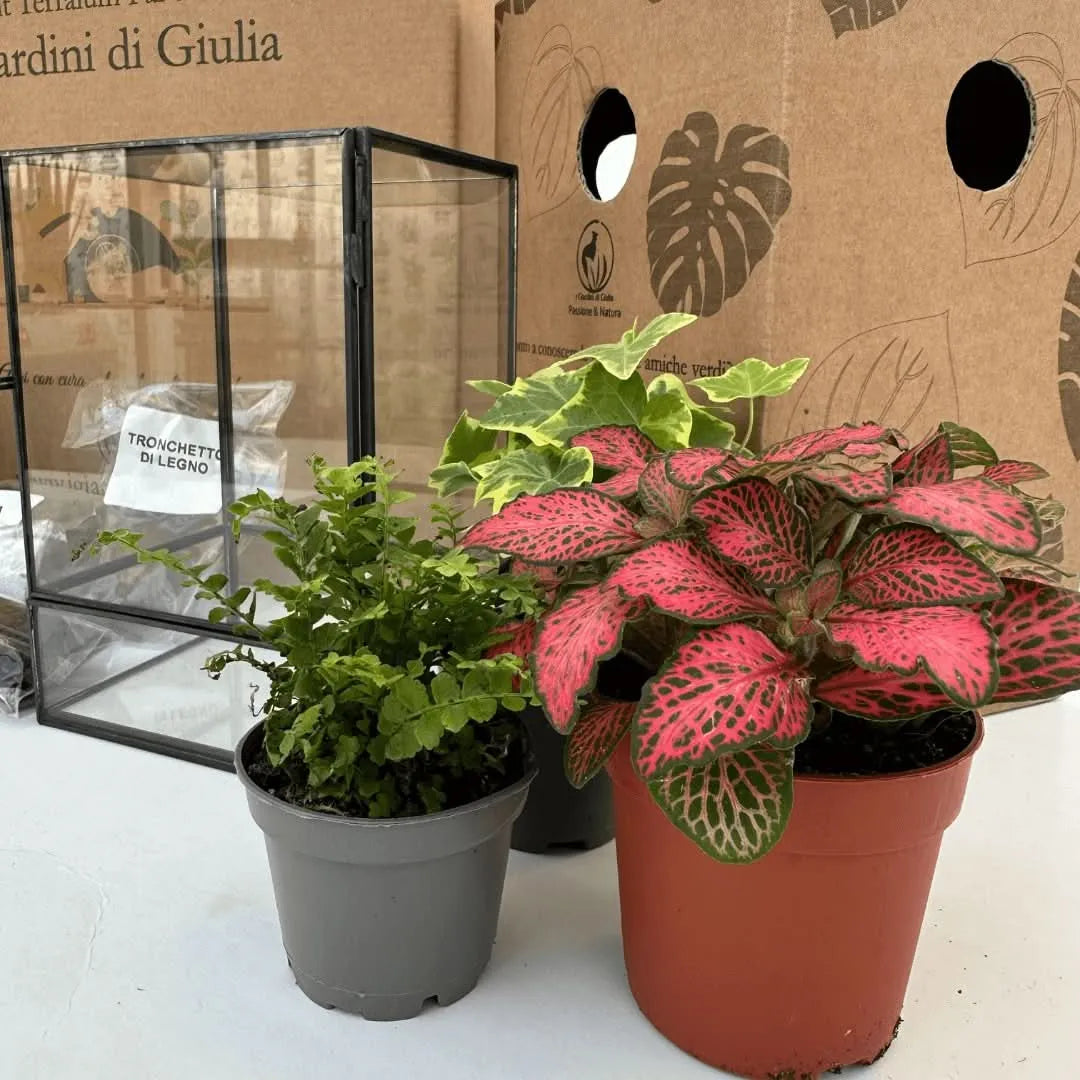 Dettaglio piante terrarium fai da te - Fittonia, Edera e Felce nel contenitore geometrico