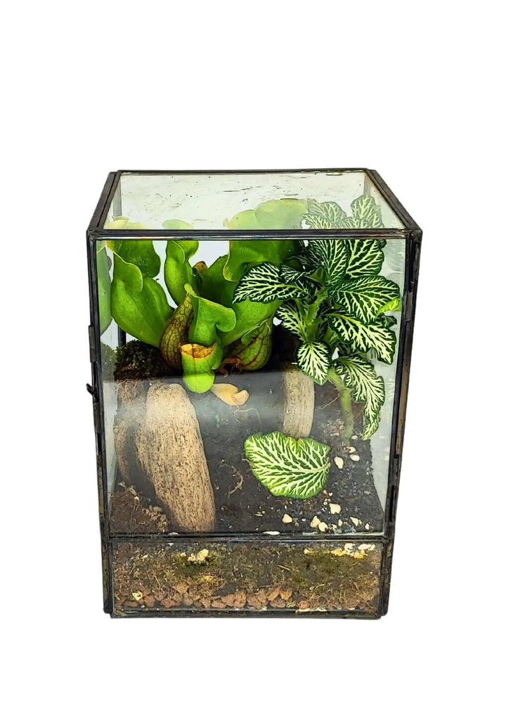 Mini giardino in vetro completato - terrarium geometrico con piante tropicali