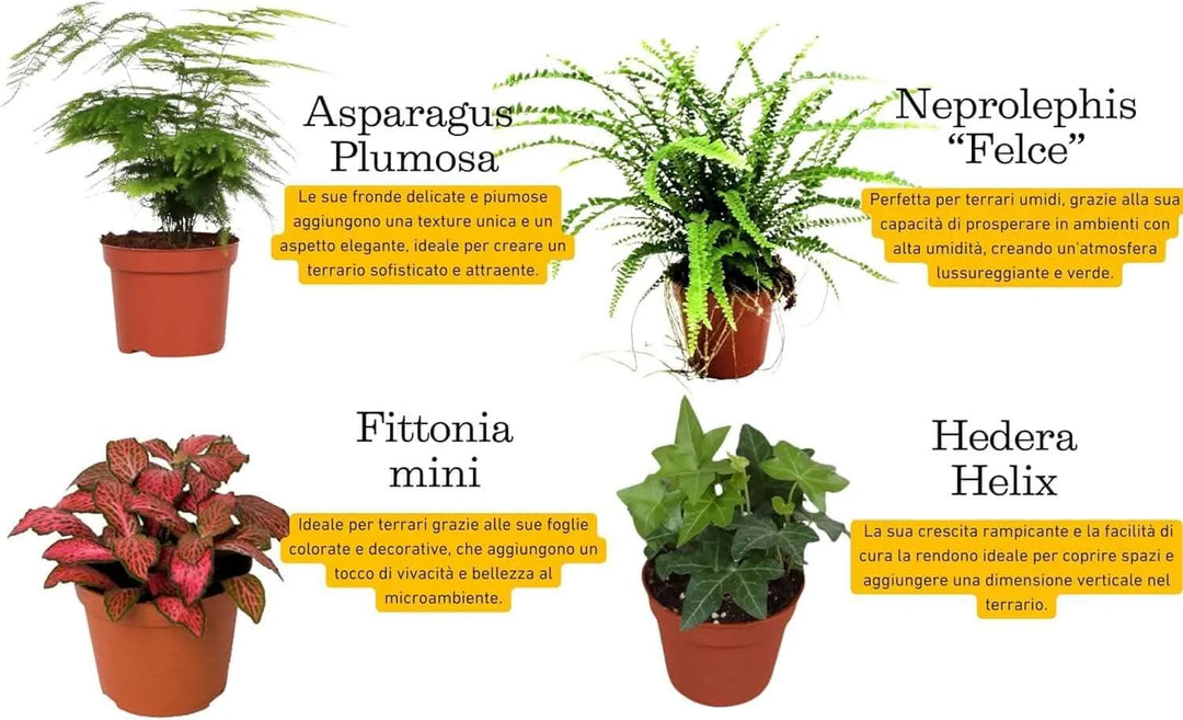 Piante per terrarium: Asparagus, Felce, Fittonia ed Edera