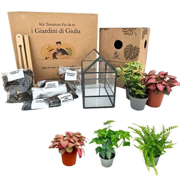 Kit Terrario Geométrico Hazlo Tú Mismo Mónica | Crea Tu Jardín Interior