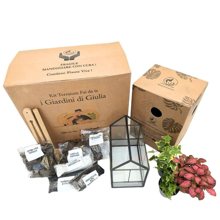 Kit Terrarium Fai Da Te Monica - dettaglio delle piante incluse: felce, edera, fittonia