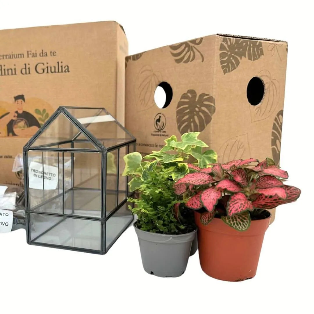 Kit Terrarium Fai Da Te Monica - componenti del kit: piante, substrati e attrezzi disposti