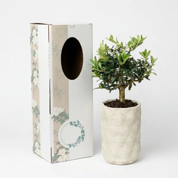 Kit bomboniere per eventi - dettaglio di terrarium in vetro con muschio