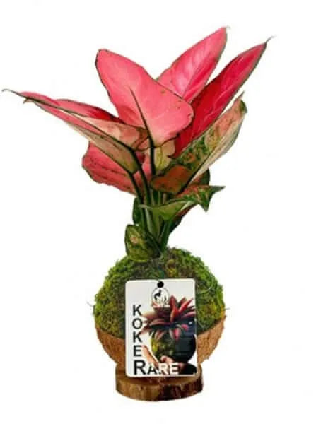 Kokedama Aglaonema Rouge Chanceux
