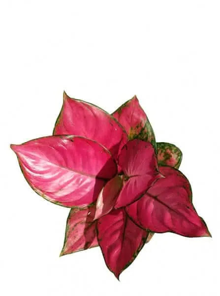 Aglaonema Lucky Red Kokedama - dettaglio ravvicinato delle foglie rosse e verdi