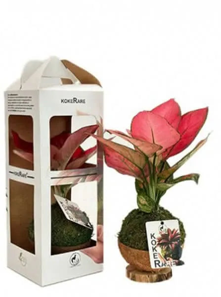 Kokedama Aglaonema Lucky Red - confezione regalo elegante con nastro e cartellino