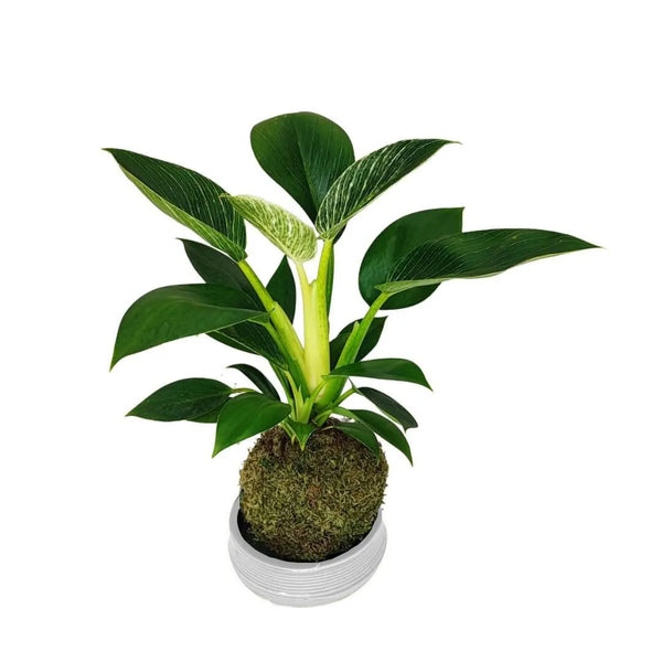 Efeu (Hedera Helix) hängend, Pflanzenhöhe 60 cm